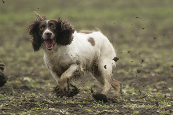 Should you scold a badly behaved gundog?