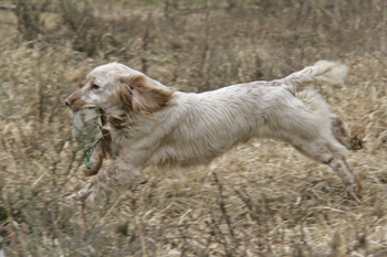 How do I train my spaniel to be a good marker?