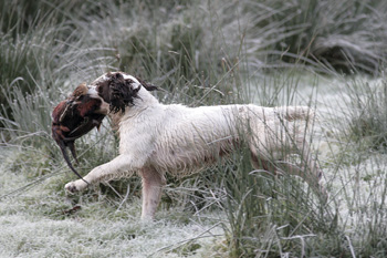How to keep up with a young gundog