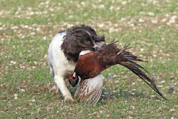 Why is my gundog so badly behaved?