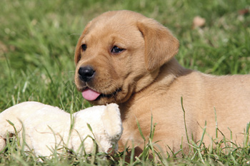 Priorities for buying a gundog puppy