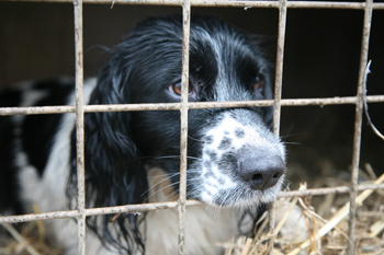 Why is my gundog an attention seeker?