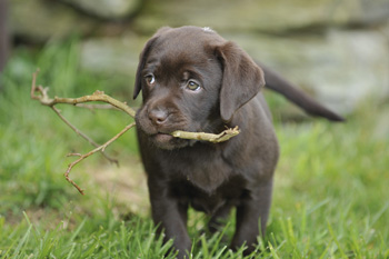 How do you train puppies to behave?