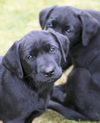 Why won't my gundog behave?