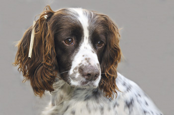 Why doesn't my gundog retrieve?
