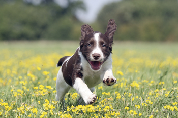 Is my gundog training too strict?