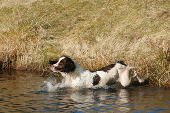 How do I get my gundog pup to water?