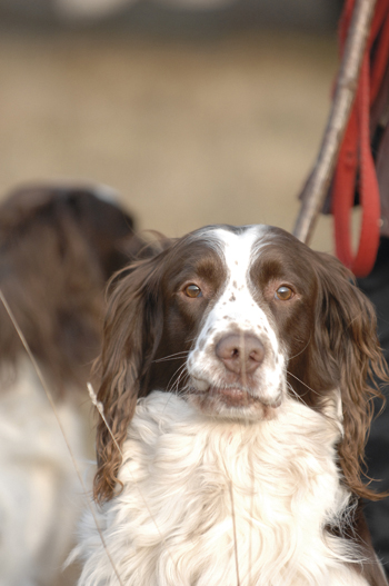 Do I have a chance with my new spaniel?