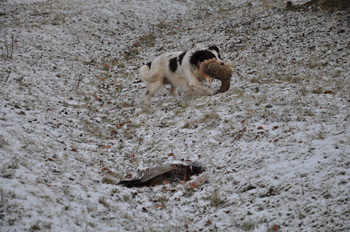 Is there hope for my excitable gun dog?
