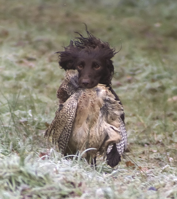 Chiltern GS open cocker trial at Claydon