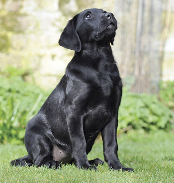 What should I look for in a labrador puppy?