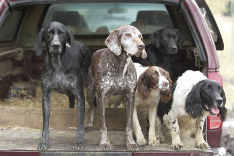 How to prepare your gundog for its first shoot day