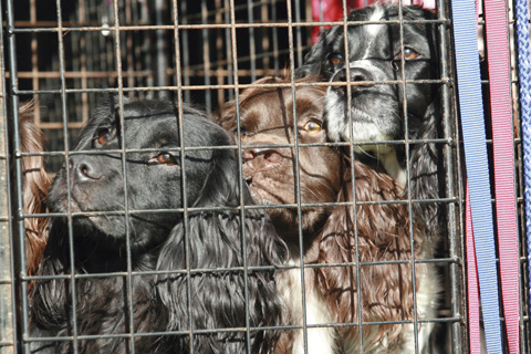 What is the best kind of gundog transport?