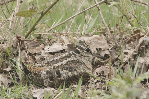 Problems retrieving when woodcock shooting