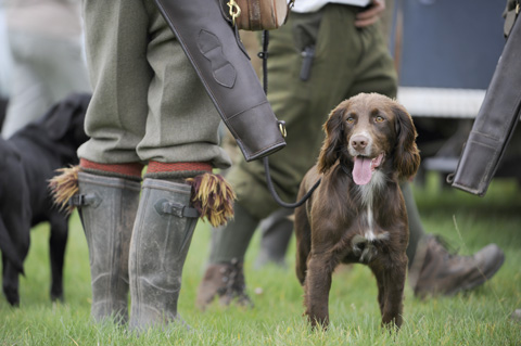 Gundog training at home