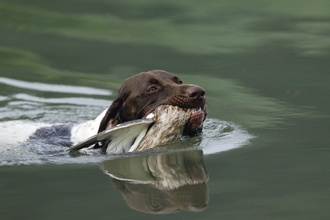The basics of gun dog water work