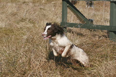 Gun dog training: Obedience training 