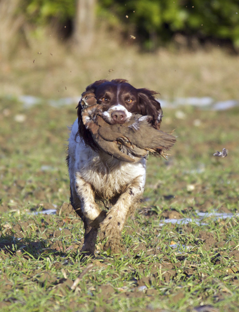 Spaniel training: Stopping spaniels from pulling on
